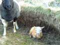 Moda owieczka normalnych rozmiarw z farmy Hinrika Pálssona z lafsvík 