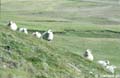 Owce na wzgrzach w okolicy Aðalbl