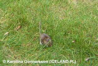 Islandzka mysz polna
