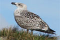 Hellnar (Snæfellsnes): mewa siodata (isl. Svartbakur, ac. Larus marinus)